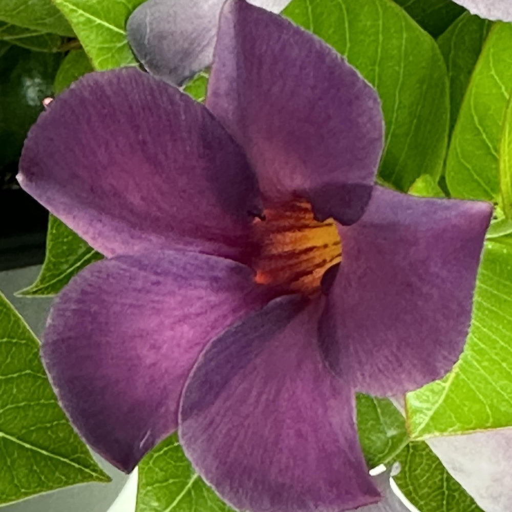 Mandevilla x 'Sun Parasol XP Bluephoria' ~ Sun Parasol® Original XP Bluephoria Mandevilla-ServeScape