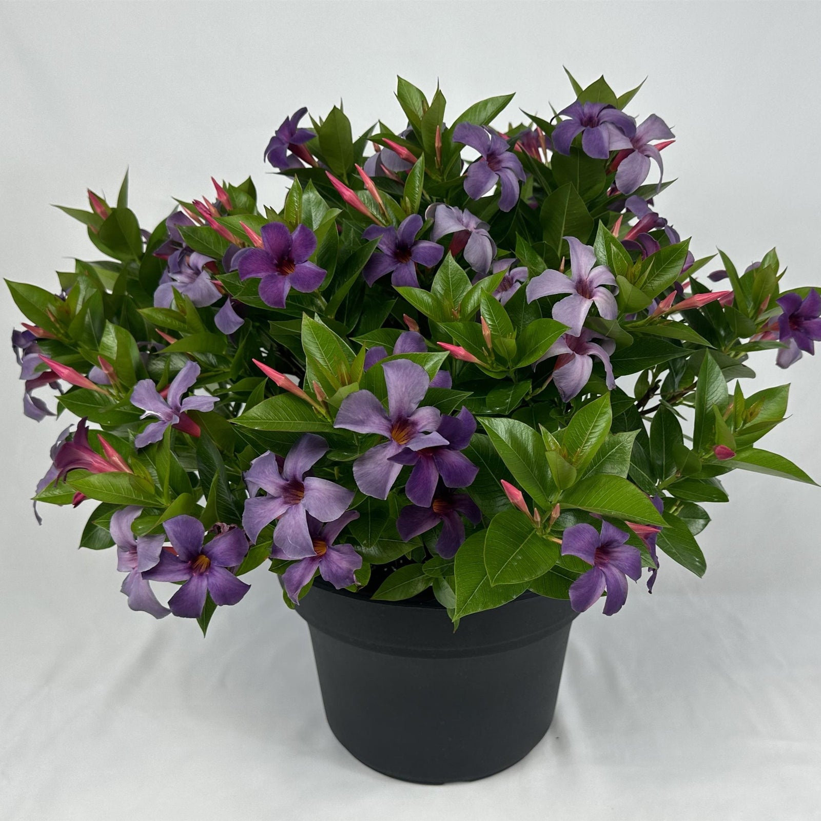 Mandevilla x 'Sun Parasol XP Bluephoria' ~ Sun Parasol® Original XP Bluephoria Mandevilla-ServeScape
