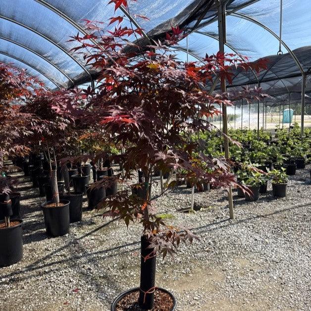 Acer palmatum 'Wolff' ~ Emperor I® Japanese Maple-ServeScape