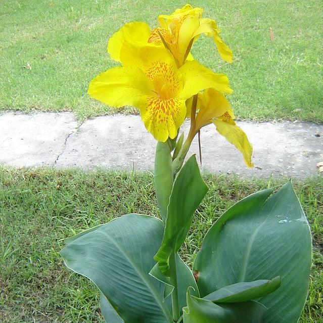 Canna 'Richard Wallace' ~ Richard Wallace Canna Lily-ServeScape