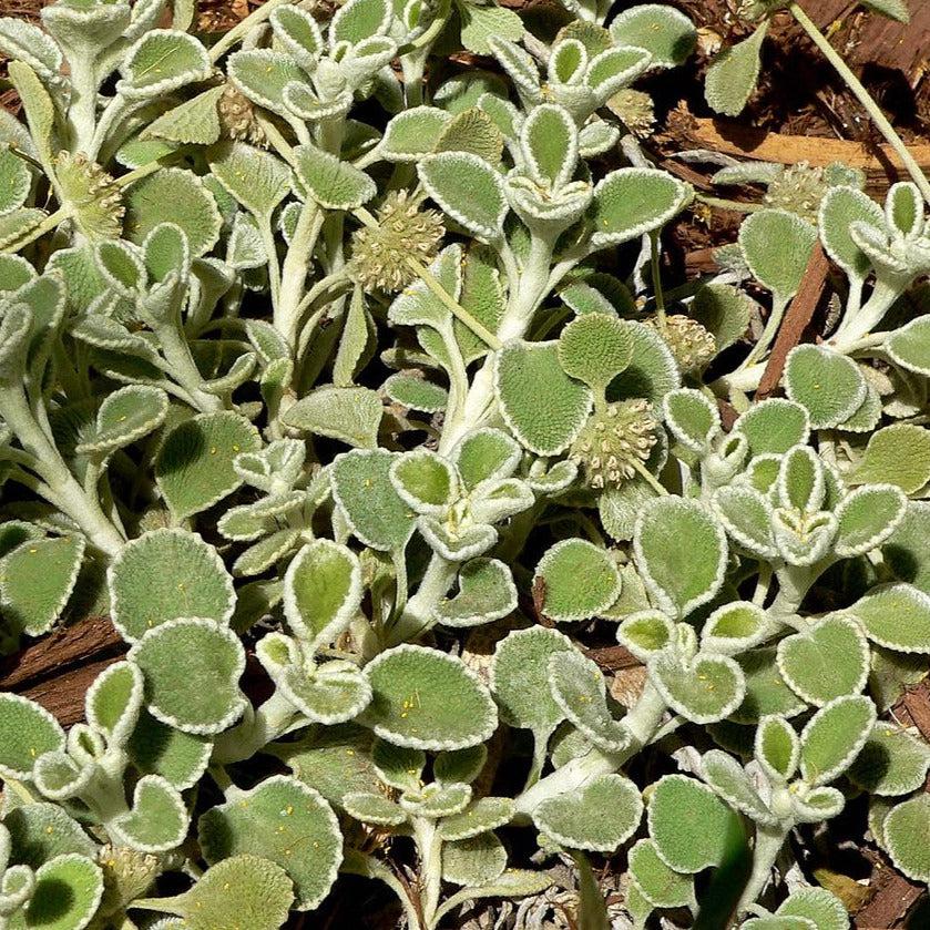 Marrubium rotundifolium ~ Silverheels Horehound-ServeScape