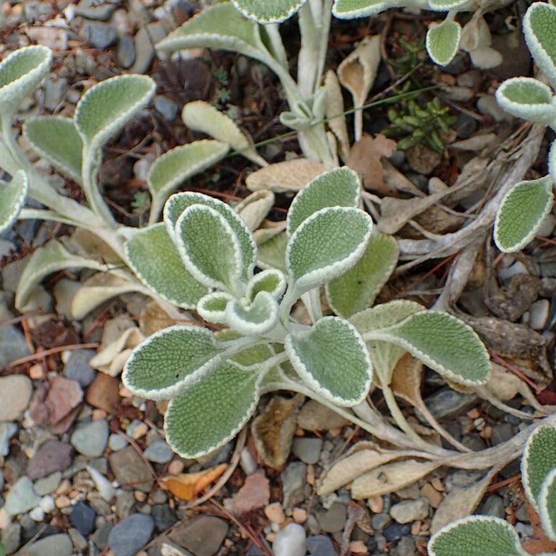 Marrubium rotundifolium ~ Silverheels Horehound-ServeScape