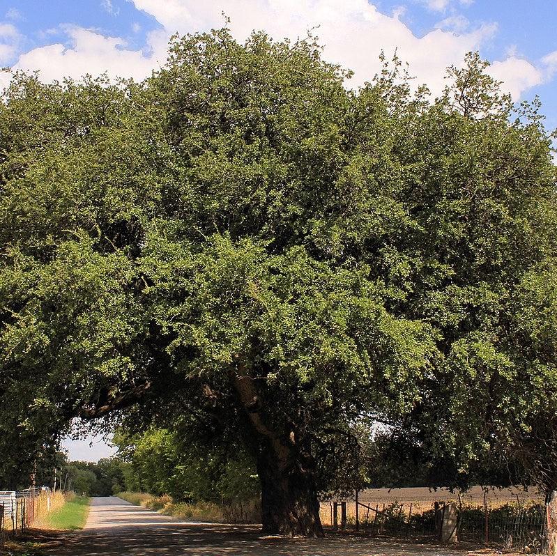 Quercus fusiformis ~ Texas Live Oak-ServeScape