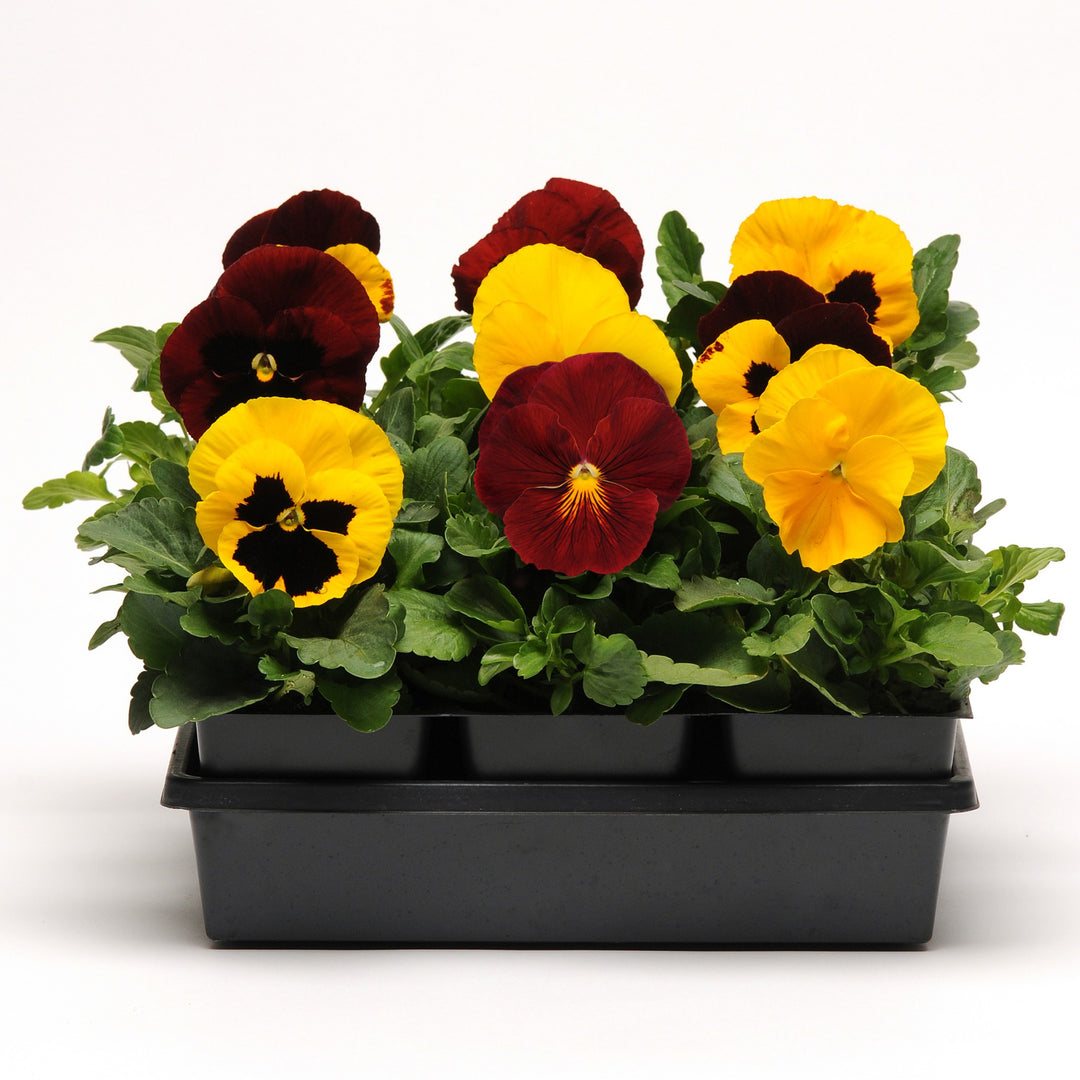 Viola x wittrockiana 'Matrix Autumn Blaze Mix' ~ Matrix™ Autumn Blaze Mix Pansy-ServeScape