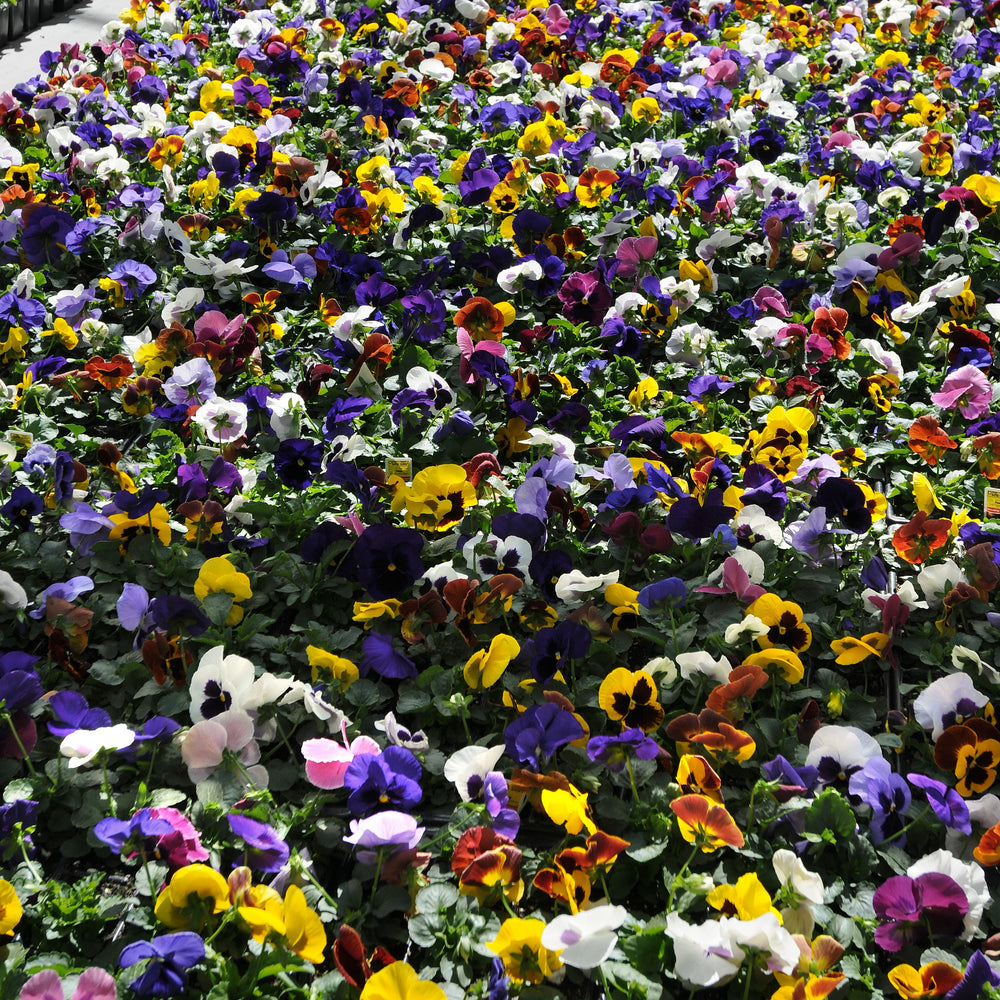 Viola x wittrockiana 'Matrix Blotch Mix' ~ Matrix™ Blotch Mix Pansy-ServeScape