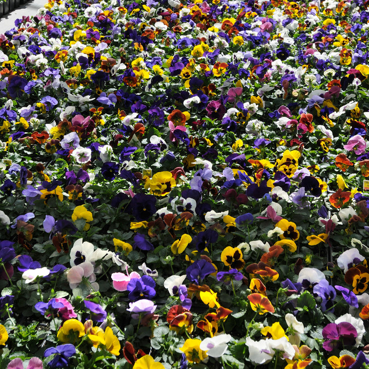 Viola x wittrockiana 'Matrix Blotch Mix' ~ Matrix™ Blotch Mix Pansy-ServeScape