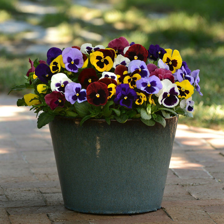 Viola x wittrockiana 'Matrix Blotch Mix' ~ Matrix™ Blotch Mix Pansy-ServeScape