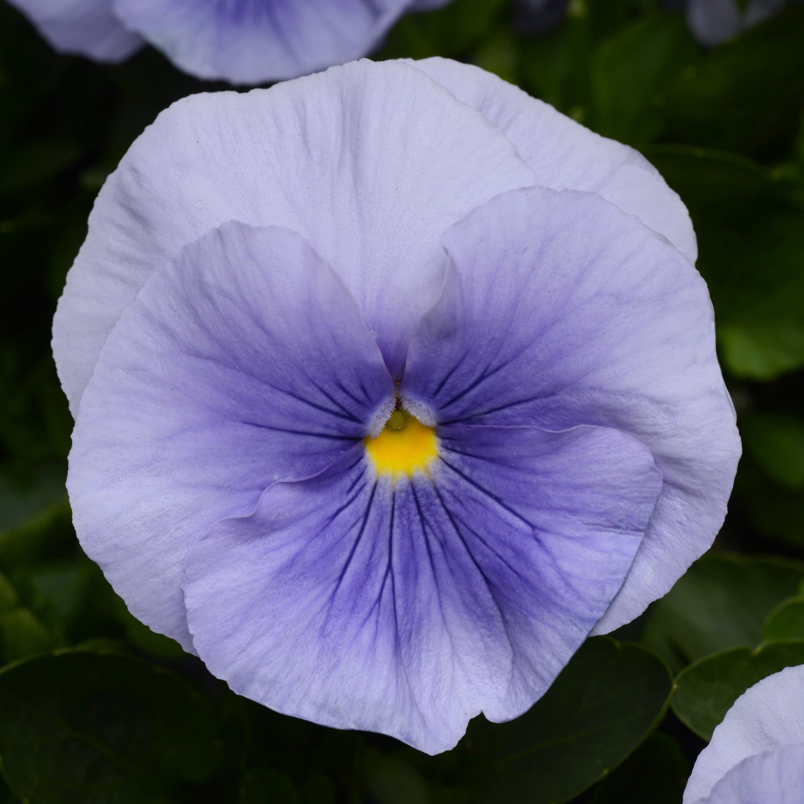 Viola x wittrockiana 'PAS1305278' ~ Matrix™ Light Blue Pansy-ServeScape