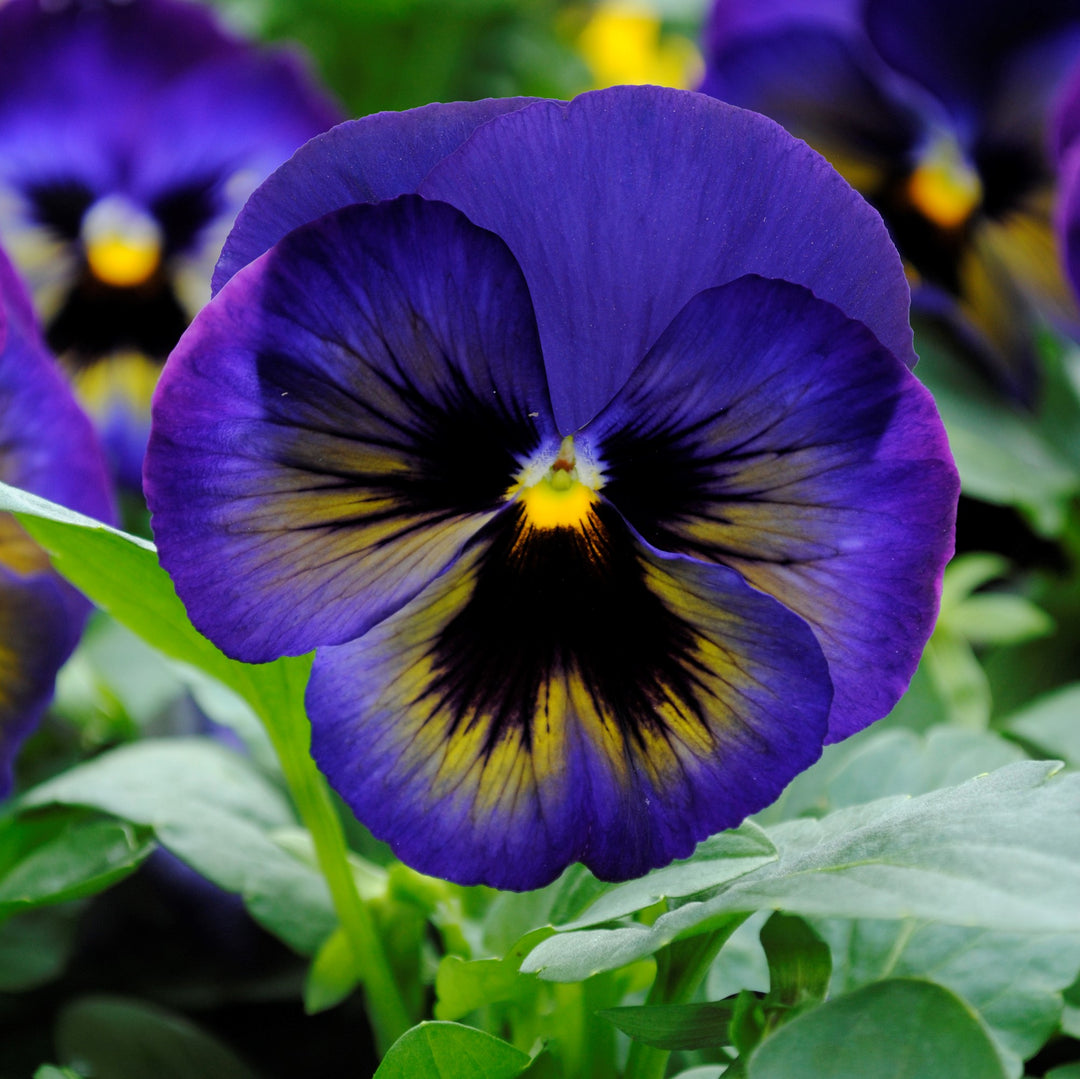 Viola x wittrockiana 'PAS736727' ~ Matrix™ Midnight Glow Pansy-ServeScape
