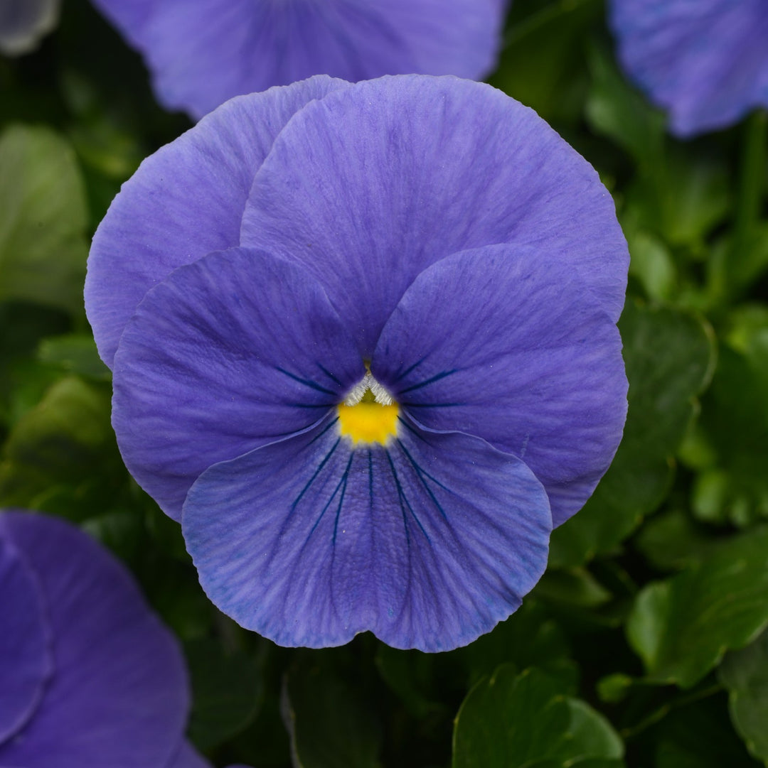 Viola x wittrockiana 'PAS786624' ~ Matrix® True Blue Pansy-ServeScape