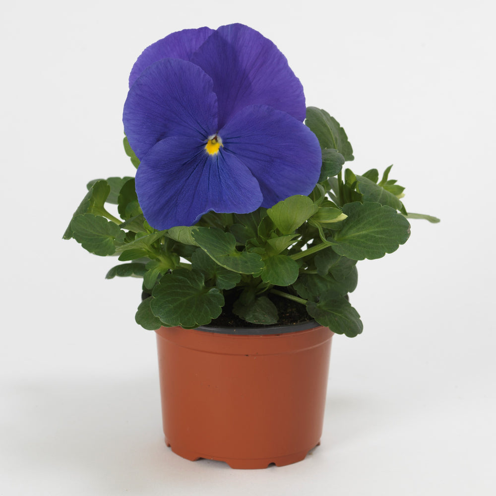 Viola x wittrockiana 'PAS786624' ~ Matrix® True Blue Pansy-ServeScape