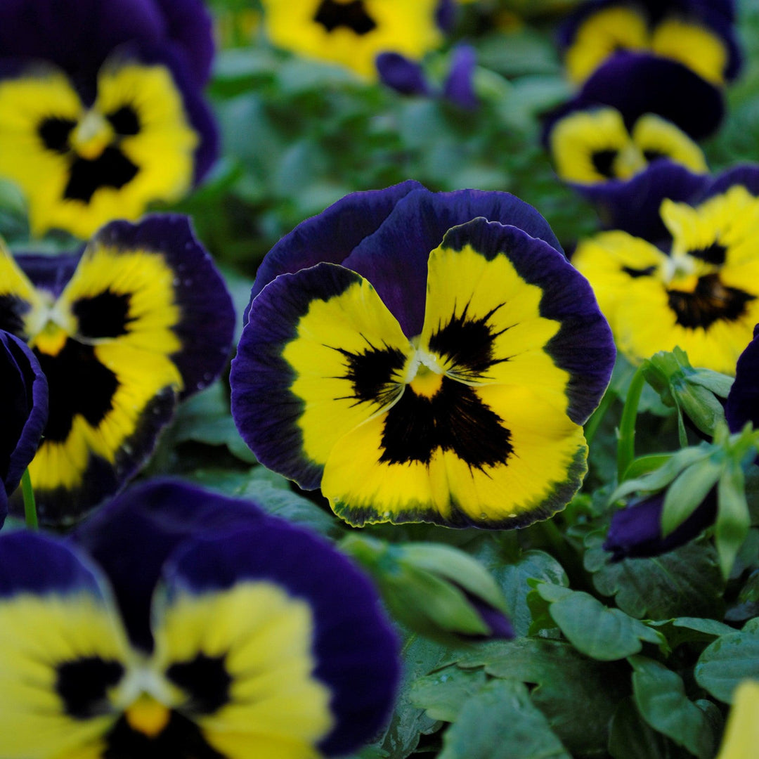 Viola x wittrockiana 'PAS1122755' ~ Matrix™ Yellow Purple Wing Pansy-ServeScape