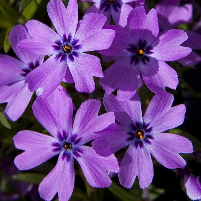 Phlox subulata 'Eye Shadow' ~ Eye Shadow Creeping Phlox-ServeScape