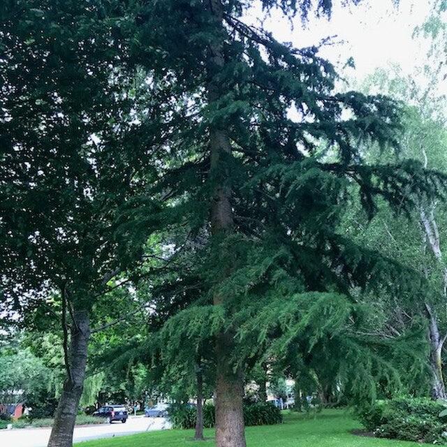 Cedrus deodara 'Aurea' ~ Golden Deodar Cedar-ServeScape