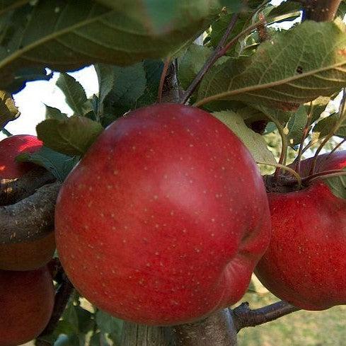 Malus domestica 'Melrose' ~ Melrose Apple-ServeScape