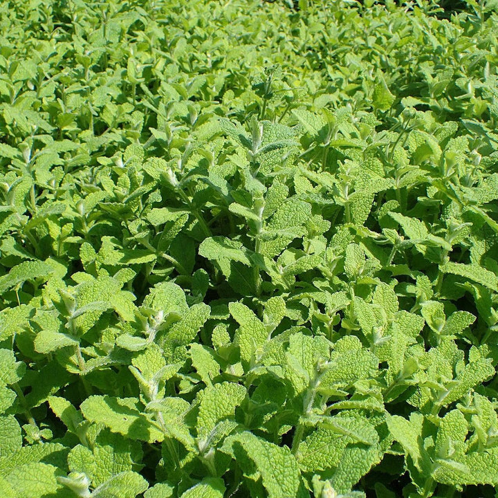 Mentha suaveolens ~ Apple Mint-ServeScape