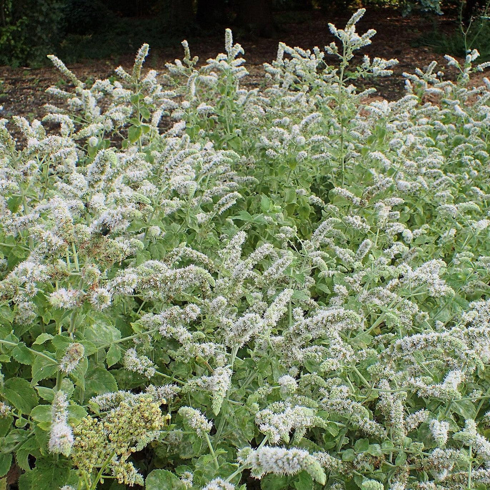 Mentha suaveolens ~ Apple Mint-ServeScape