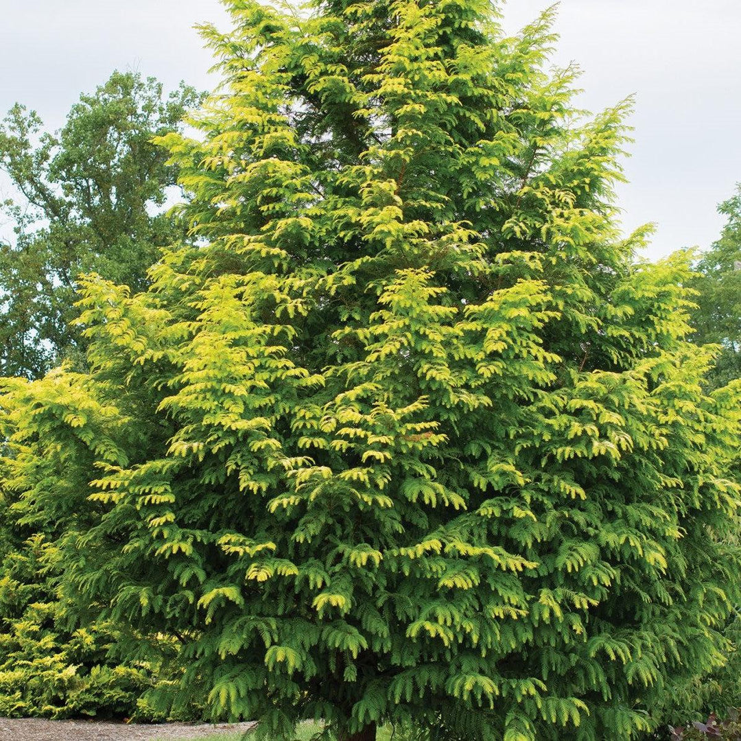 Metasequoia glyptostroboides 'WAH-08AG' PP29,472 ~ Amber Glow™ Dawn Redwood-ServeScape