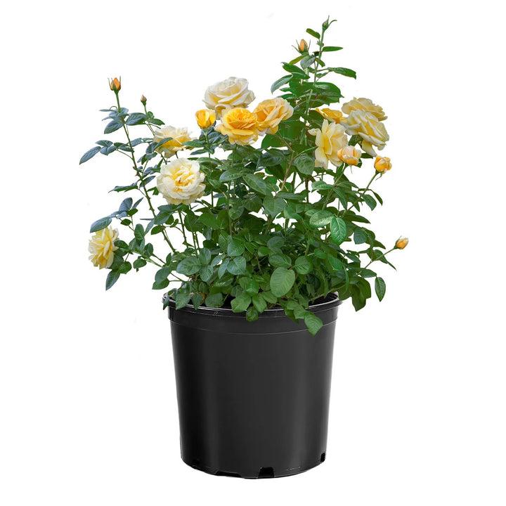 Rosa 'Meitelov' ~ Michelangelo™ Rose-ServeScape