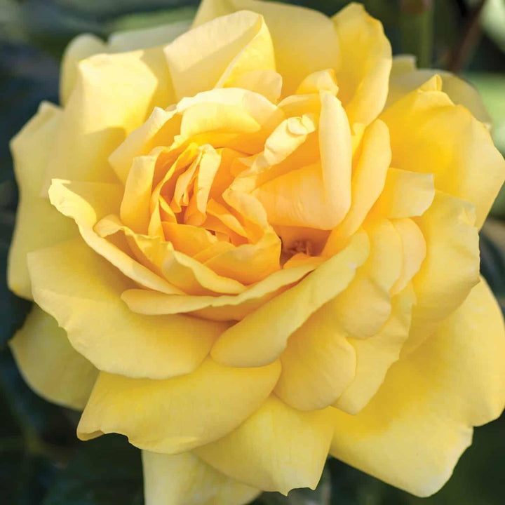 Rosa 'Meitelov' ~ Michelangelo™ Rose-ServeScape