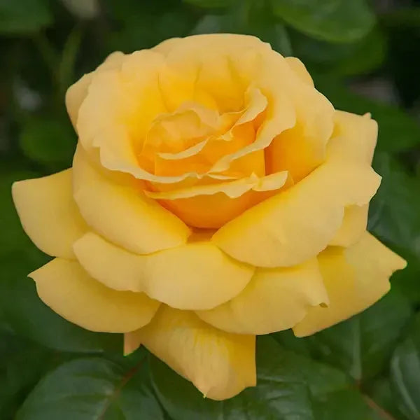 Rosa 'Meitelov' ~ Michelangelo™ Rose-ServeScape