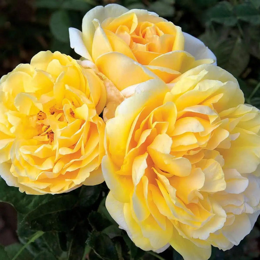 Rosa 'Meitelov' ~ Michelangelo™ Rose-ServeScape