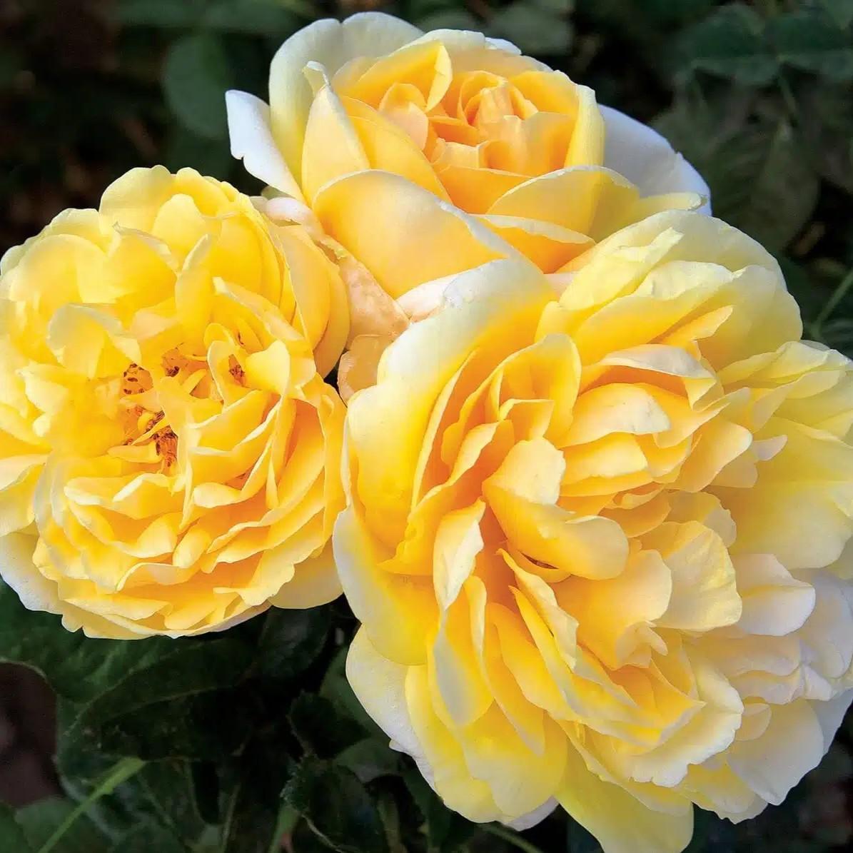 Rosa 'Meitelov' ~ Michelangelo™ Rose-ServeScape
