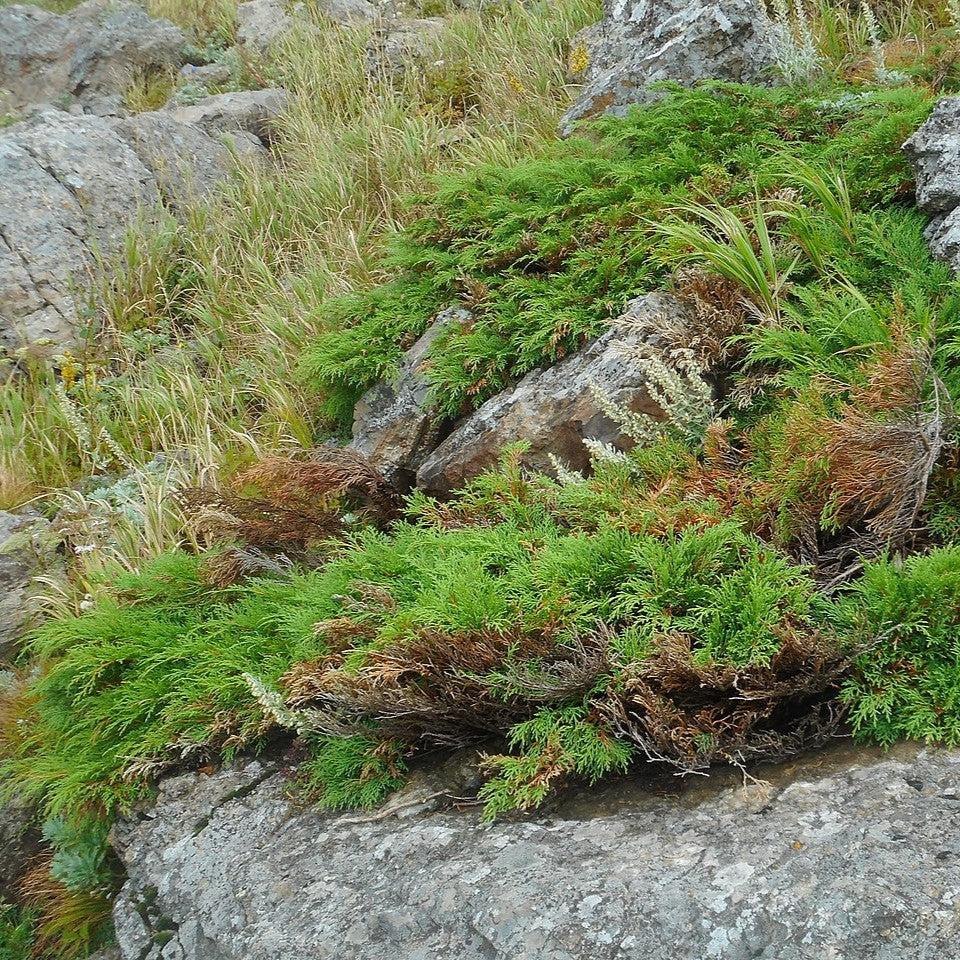 Microbiota decussata ~ Siberian Cypress, Siberian Carpet Cypress-ServeScape