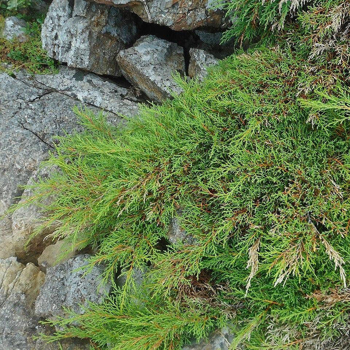 Microbiota decussata ~ Siberian Cypress, Siberian Carpet Cypress-ServeScape