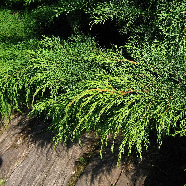 Microbiota decussata ~ Siberian Cypress, Siberian Carpet Cypress-ServeScape