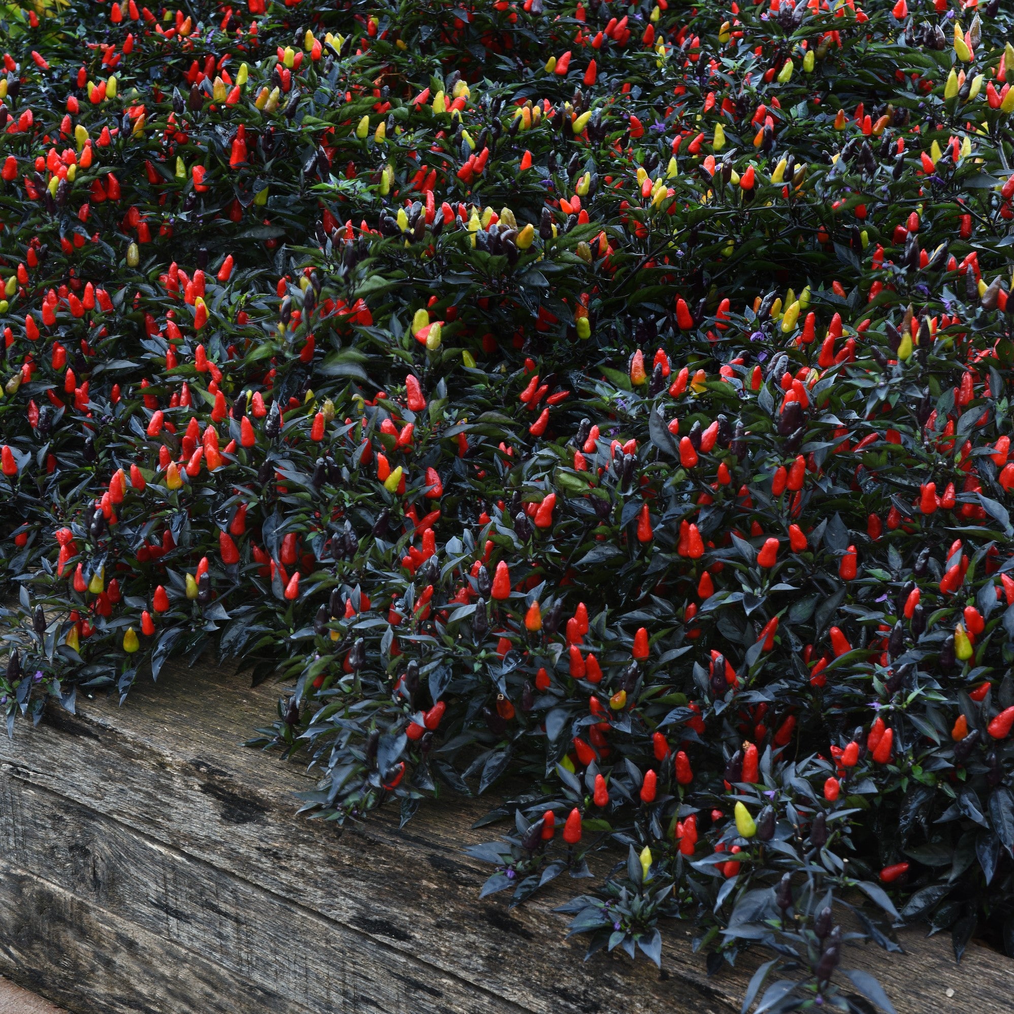 Fire Peper Capsicum annuum 'Midnight Fire' ~ Midnight Fire Ornamental Pepper ...
