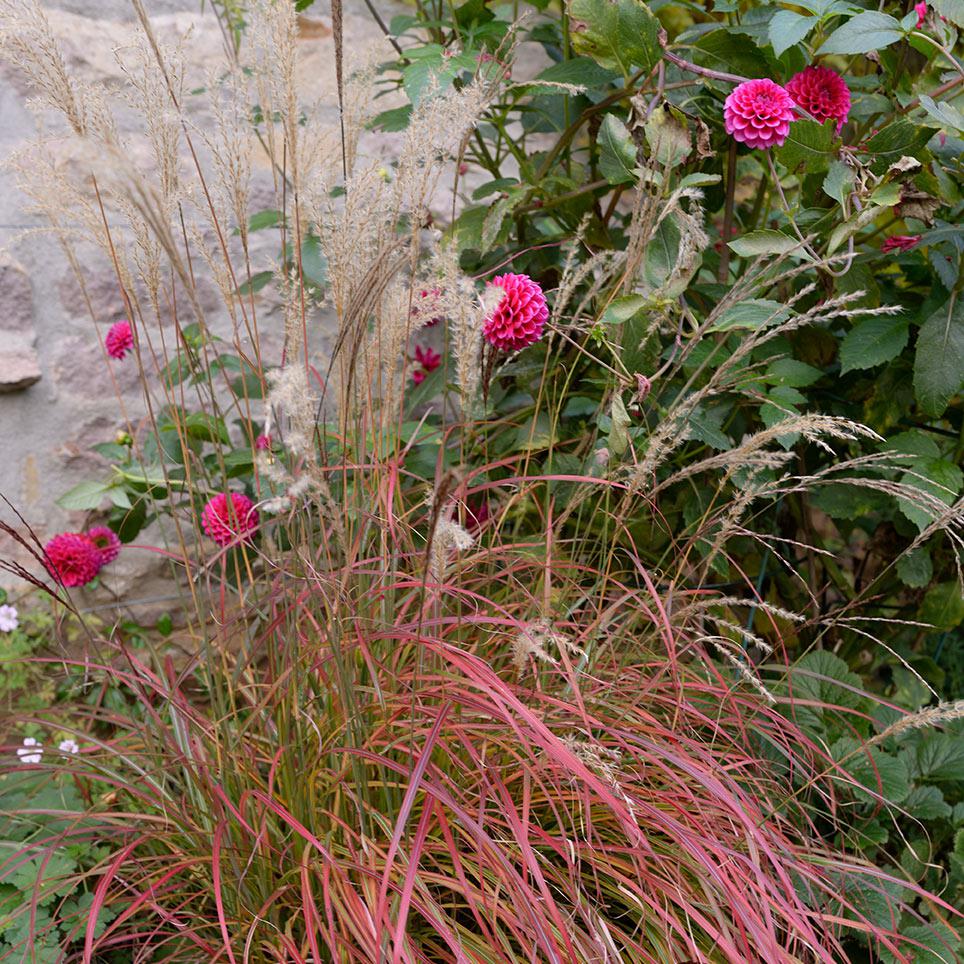 Miscanthus sinensis 'Little Miss' ~ Mystal™ Little Miss Maiden Grass-ServeScape