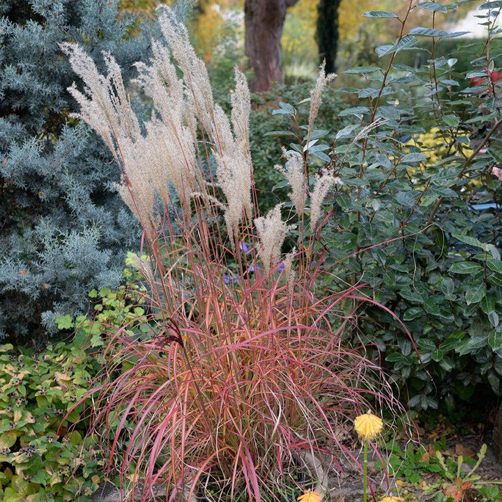 Miscanthus sinensis 'Little Miss' ~ Mystal™ Little Miss Maiden Grass-ServeScape