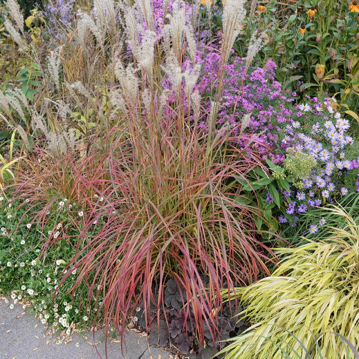 Miscanthus sinensis 'Little Miss' ~ Mystal™ Little Miss Maiden Grass-ServeScape