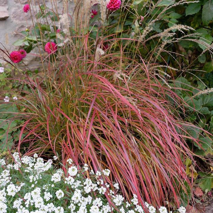 Miscanthus sinensis 'Little Miss' ~ Mystal™ Little Miss Maiden Grass-ServeScape