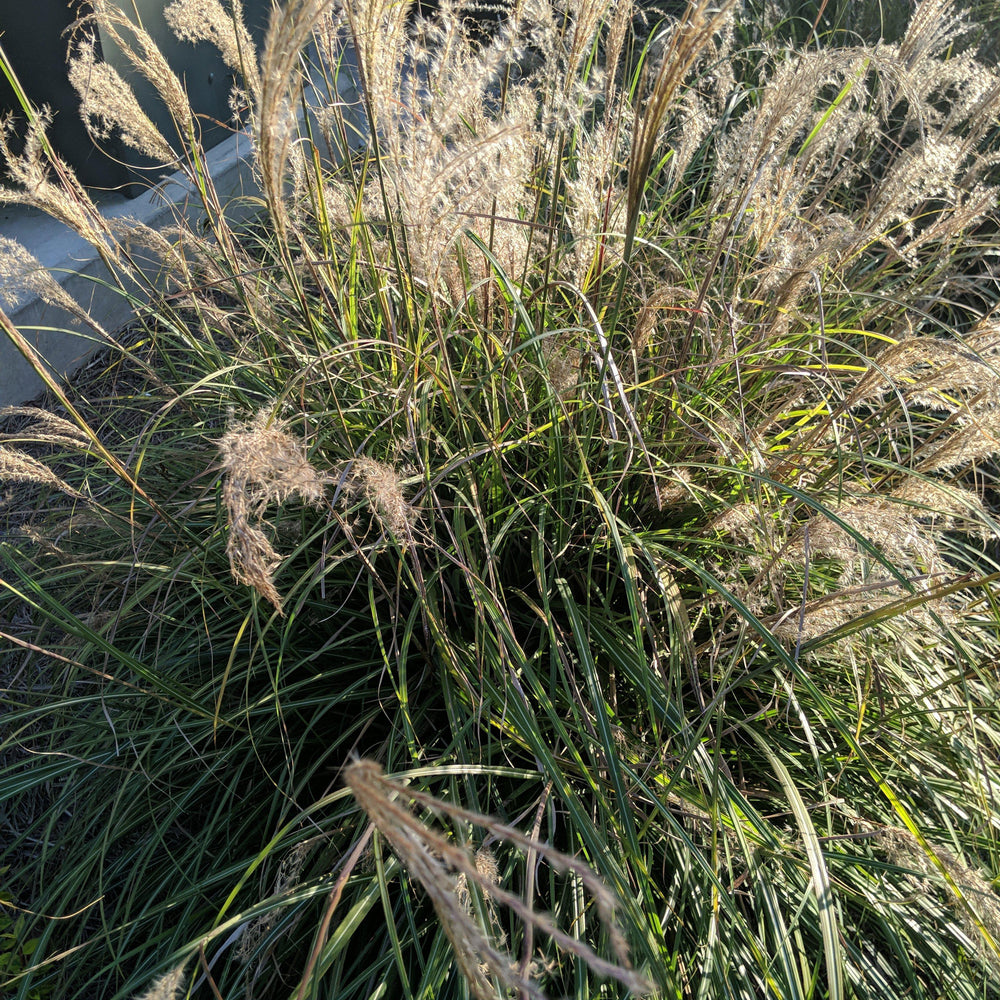 Miscanthus sinensis 'Adagio' ~ Monrovia® Adagio Maiden Grass-ServeScape