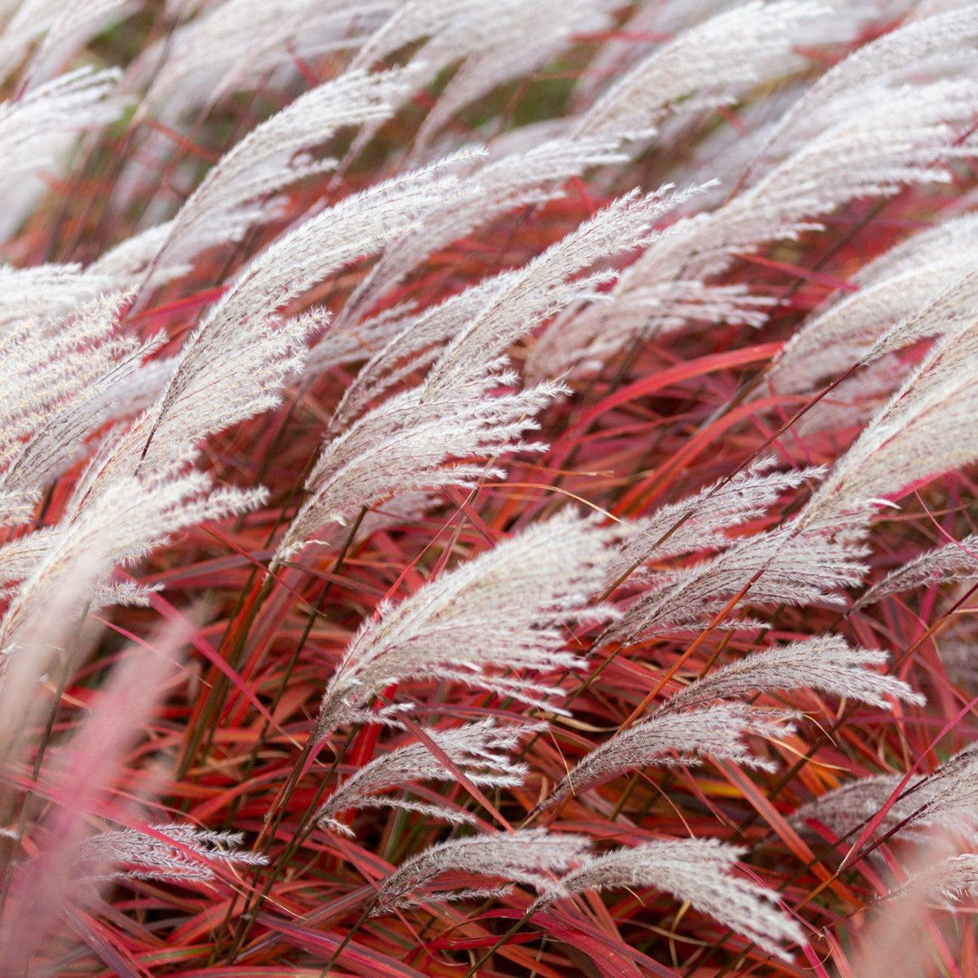 Miscanthus sinensis 'Lady in Red' ~ Lady in Red Maiden Grass-ServeScape