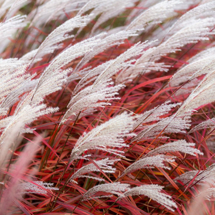 Miscanthus sinensis 'Lady in Red' ~ Lady in Red Maiden Grass-ServeScape