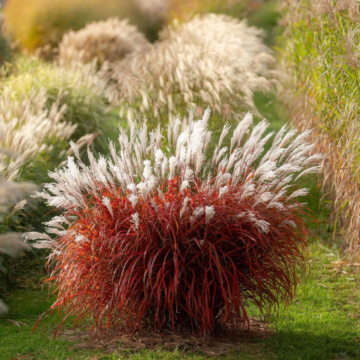 Miscanthus sinensis 'Lady in Red' ~ Lady in Red Maiden Grass-ServeScape