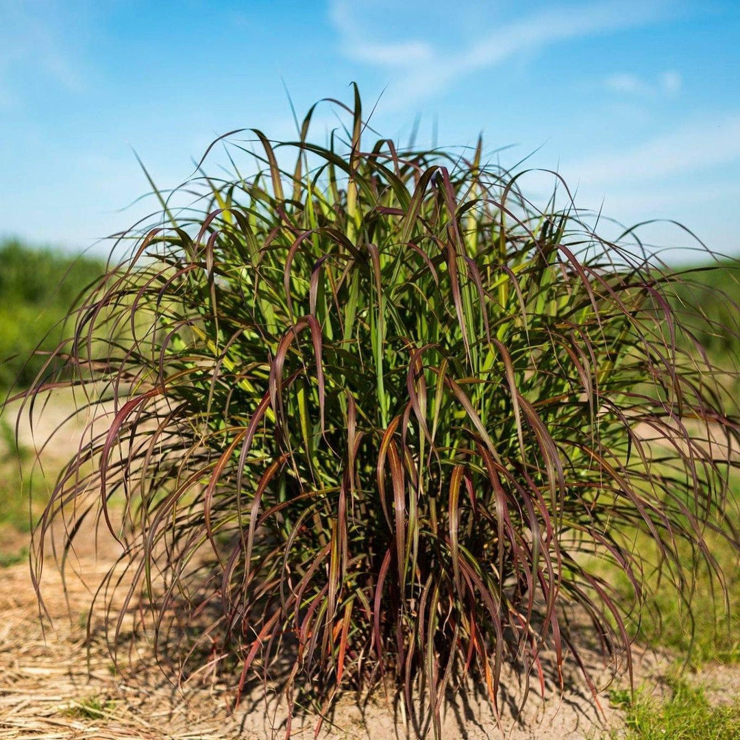 Miscanthus sinensis 'Lady in Red' ~ Lady in Red Maiden Grass-ServeScape
