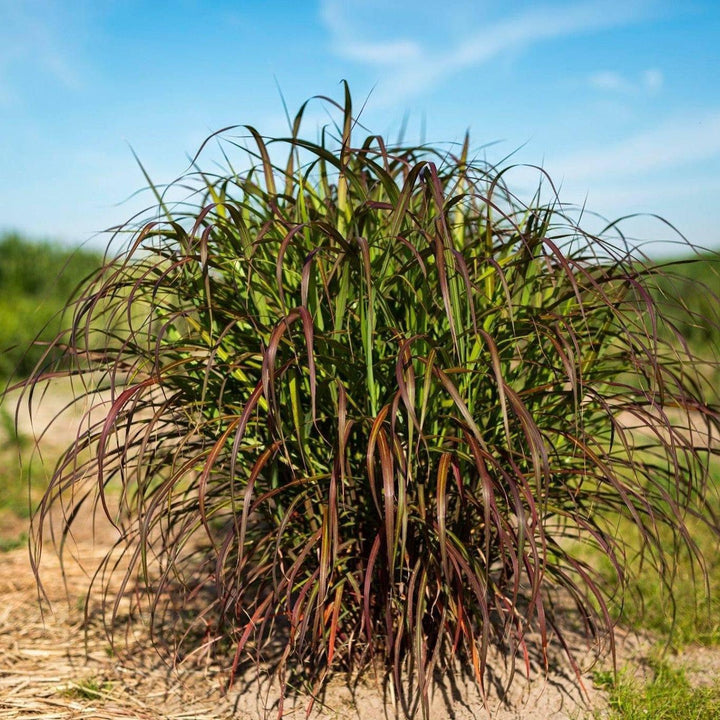Miscanthus sinensis 'Lady in Red' ~ Lady in Red Maiden Grass-ServeScape