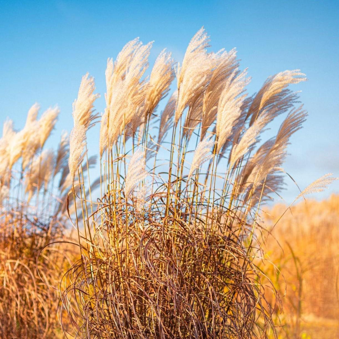 Miscanthus sinensis 'Lady in Red' ~ Lady in Red Maiden Grass-ServeScape