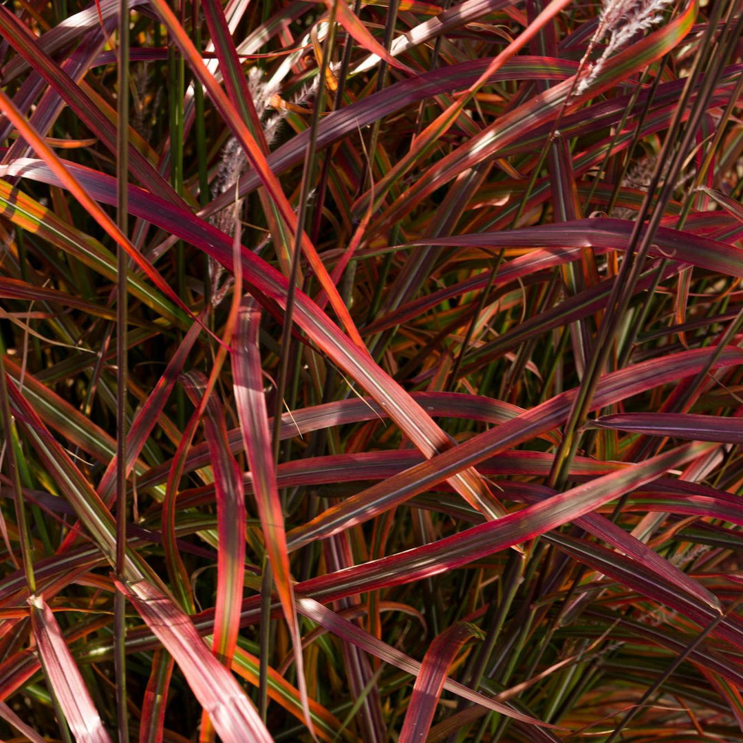 Miscanthus sinensis 'Lady in Red' ~ Lady in Red Maiden Grass-ServeScape