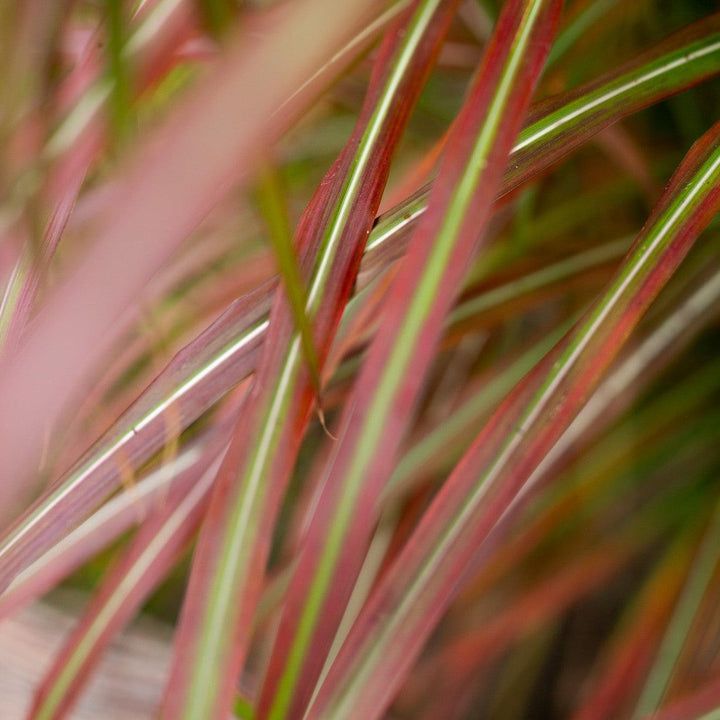Miscanthus sinensis 'Lady in Red' ~ Lady in Red Maiden Grass-ServeScape