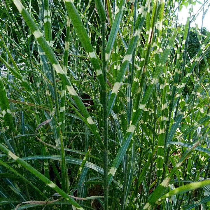 Miscanthus sinensis 'Zebrinus' ~ Zebra Grass-ServeScape