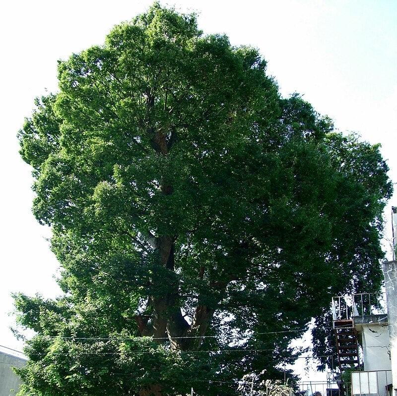 Zelkova serrata ~ Japanese Zelkova-ServeScape