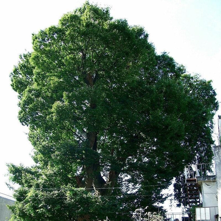 Zelkova serrata ~ Japanese Zelkova-ServeScape