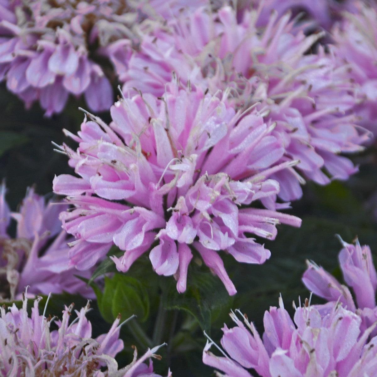 Monarda 'Pink Forsting' ~ Sugar Buzz® Pink Frosting Bee Balm-ServeScape