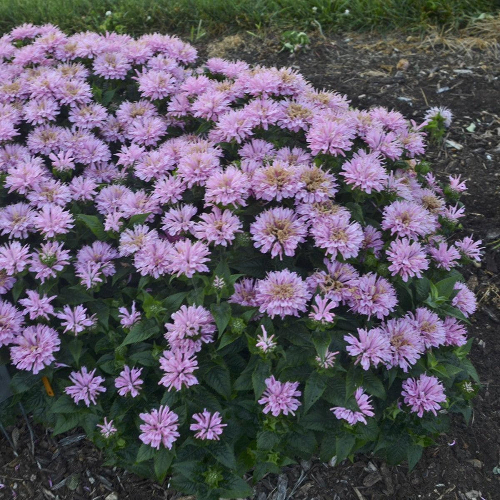Monarda 'Pink Forsting' ~ Sugar Buzz® Pink Frosting Bee Balm-ServeScape