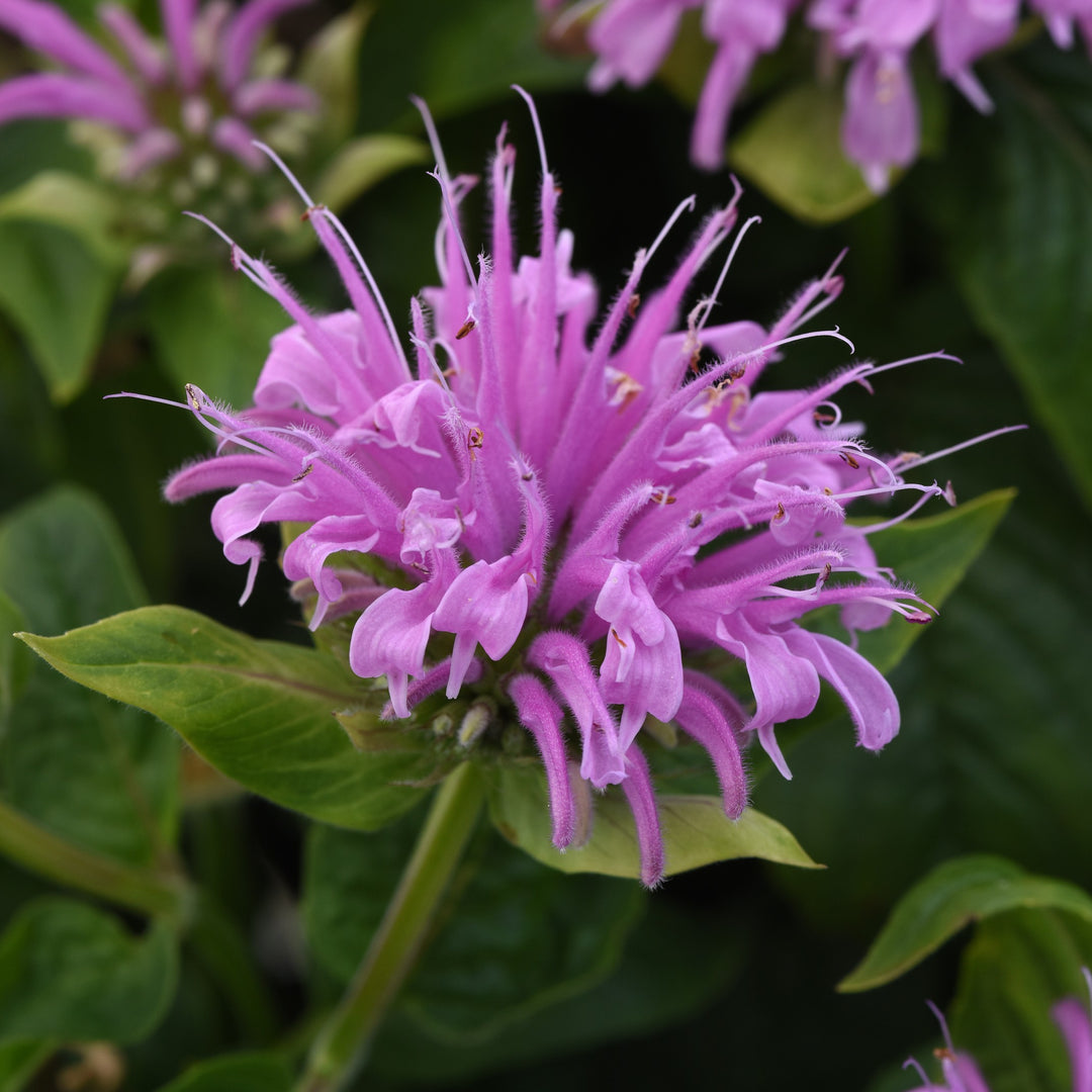 Monarda didyma 'Balbeemav' ~ Monrovia® BeeMine™ Lavender Bee Balm-ServeScape